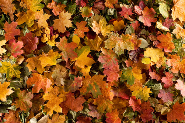 Autumn background - Fotó, kép