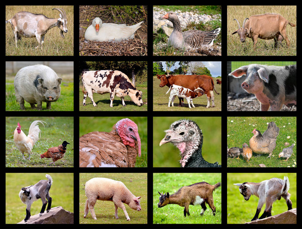 Animales de granja mosaico
 - Foto, imagen