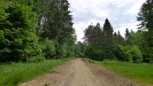 Caminar por el bosque en Polonia
. - Metraje, vídeo