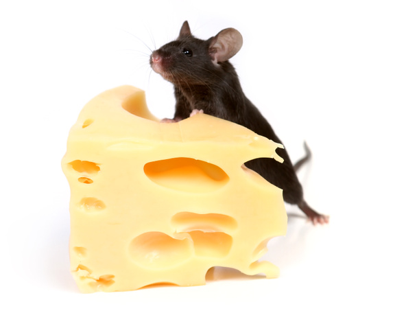 Mouse and cheese - Photo, Image