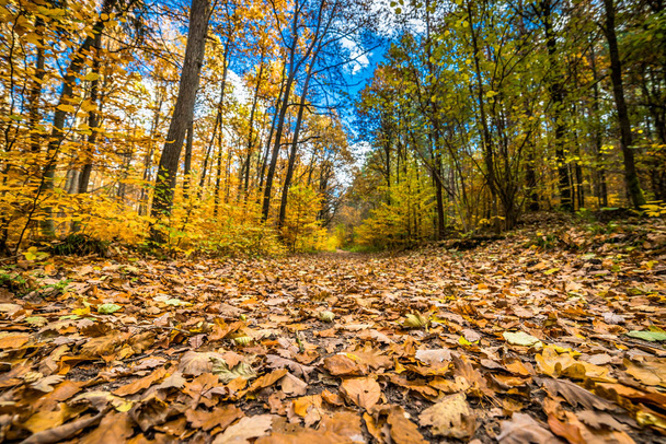 Golden trees and path with fallen leaves in the forest, autumn landscape - Foto, immagini