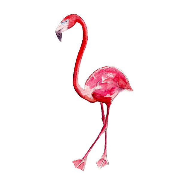 Pink flamingo, watercolor illustration isolate on white background. - Foto, afbeelding