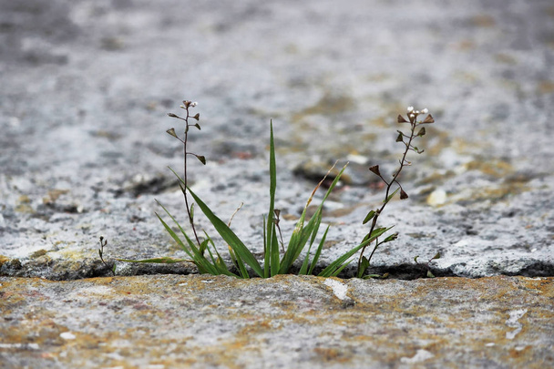 Una pequeña hoja verde de hierba brota entre dos losas de piedra gris al aire libre. Concepto de perseverancia y lujuria por la vida
 - Foto, imagen