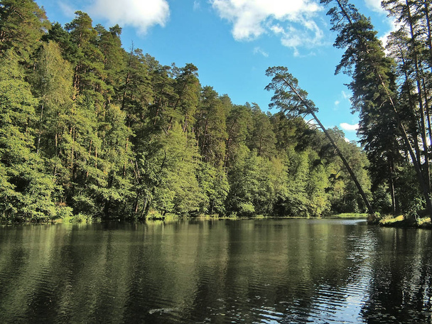 Pijnbomen op de rivieroever Moshlyayka - Foto, afbeelding