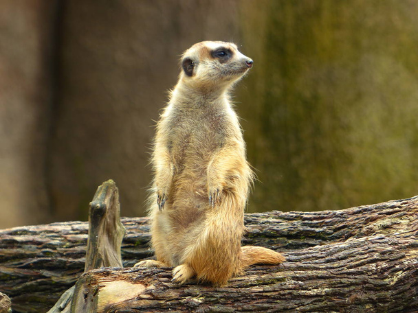 Encantadores suricatas en la naturaleza
 - Foto, imagen