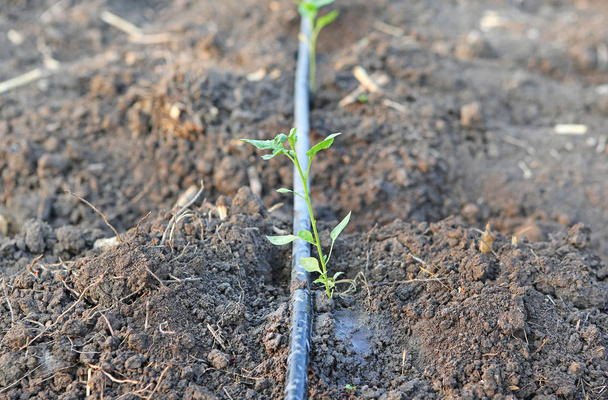Gruptaki tarımda kullanılan damlatıcı sulama kendini telafi ile büyüyen genç biber ağacı - Fotoğraf, Görsel