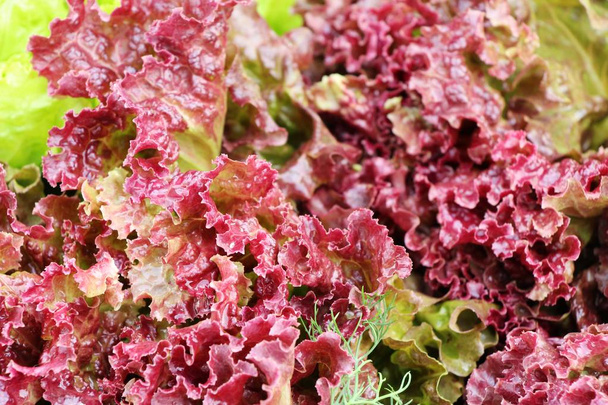 Frischer Salat für die Gesundheit im Garten - Foto, Bild