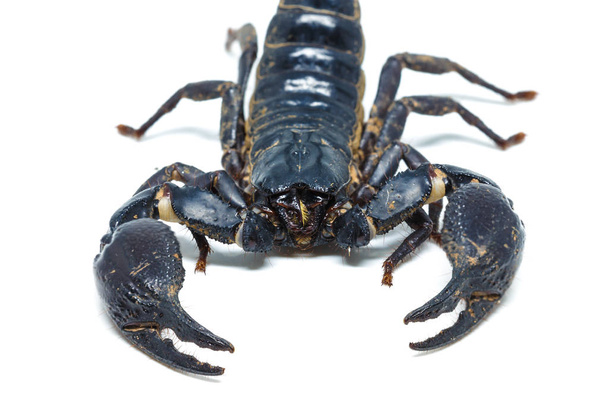 Scorpion isolated on white background - Photo, Image