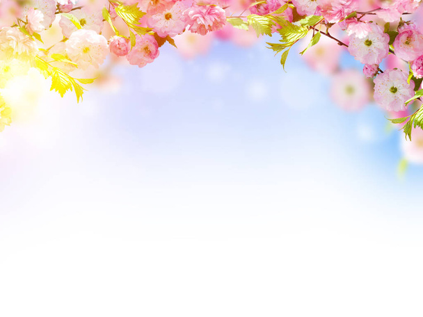 Bloemen achtergrond met verbazingwekkende voorjaar sakura - Foto, afbeelding
