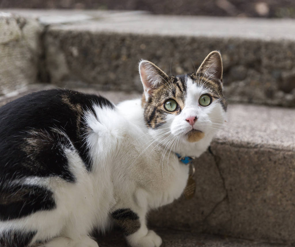 Yeşil gözlü kedi dışarı - Fotoğraf, Görsel
