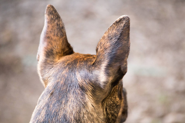 Oreilles perchées sur chien Pitbull mixte
 - Photo, image