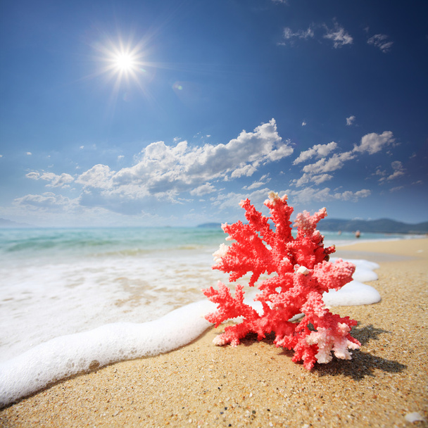 rood koraal met golf op strand - Foto, afbeelding