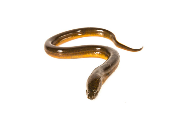 Fresh thailand eel on white background - Photo, Image