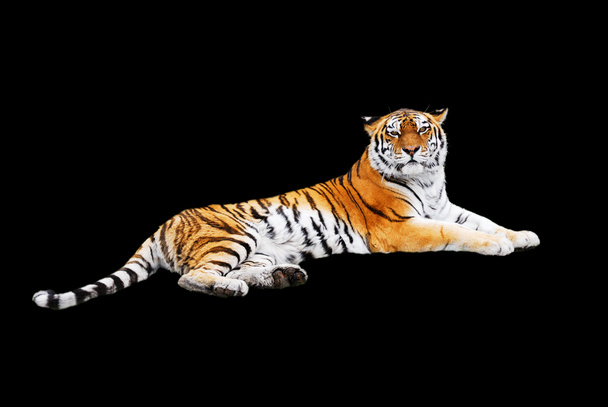 Tygrys na czarnym tle - Zdjęcie, obraz