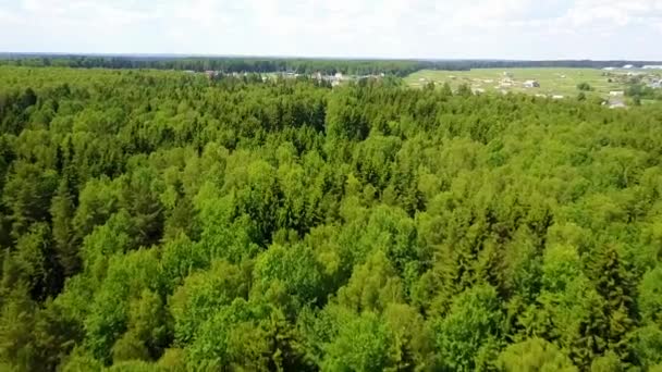 drone πετάει πάνω από το πευκόφυτο δάσος - Πλάνα, βίντεο