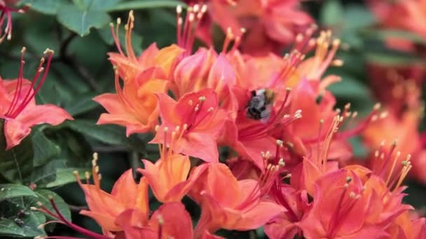 Bee pít nektar na rododendron - Záběry, video
