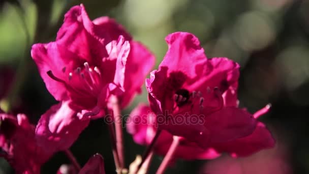 Bee pít nektar na rododendron - Záběry, video