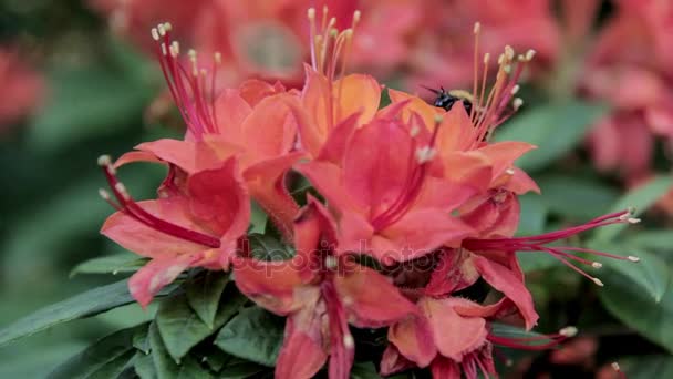 Bee drink nectar on rhododendron - Footage, Video