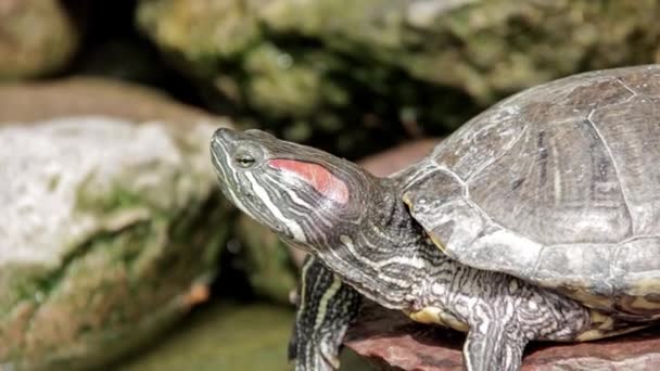 turtle on stone summer - Video, Çekim