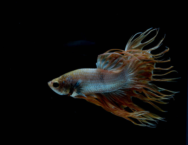 Kaunis Betta kala
 - Valokuva, kuva
