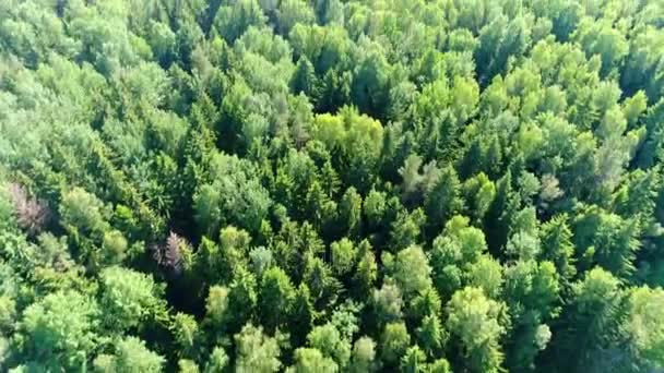 drone πετάει πάνω από το πευκόφυτο δάσος - Πλάνα, βίντεο