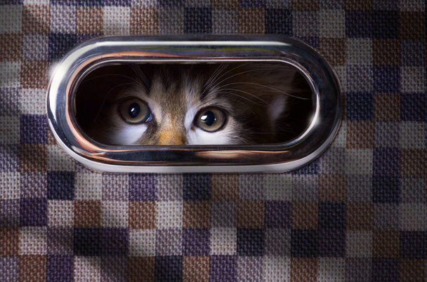asustado y sorprendido gris gato mirando arriba con caja
 - Foto, Imagen