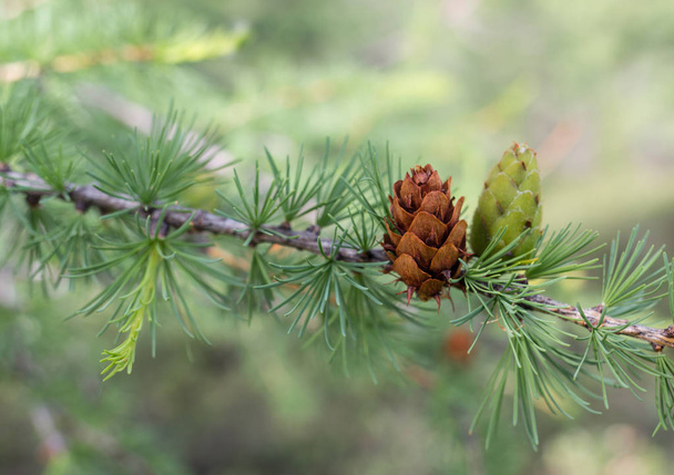 Pine kegels, ligt aan de voet van de Belukha berg, Altaj, Rusland - Foto, afbeelding