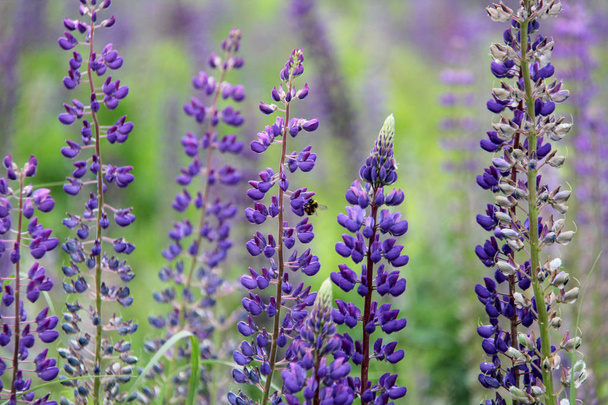 Lupin e abelha bebem néctar
 - Foto, Imagem