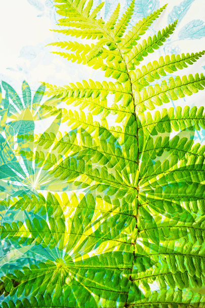 Exotic leaves artistic background - Foto, Bild