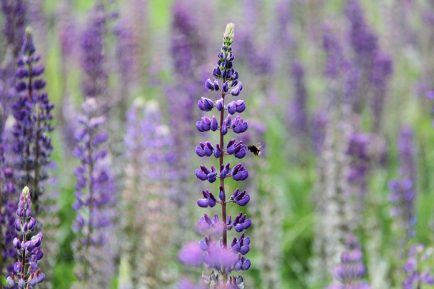Lupin e abelha bebem néctar
 - Foto, Imagem