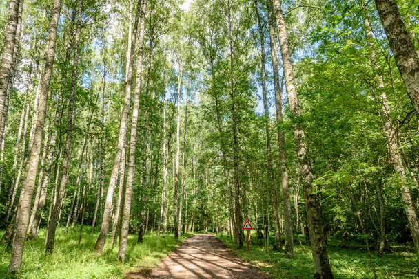 gravel road in birch tree forest - Fotografie, Obrázek