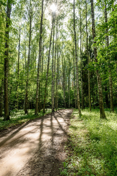gravel road in birch tree forest - Фото, зображення