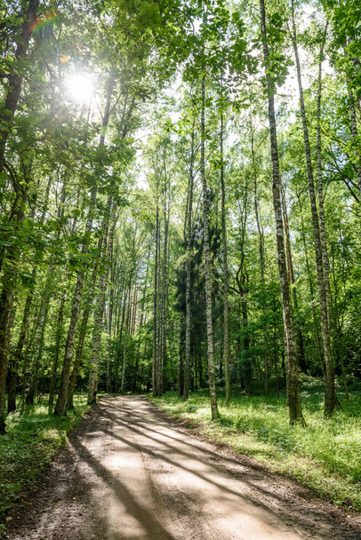 gravel road in birch tree forest - Fotó, kép