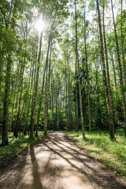 gravel road in birch tree forest - Fotó, kép