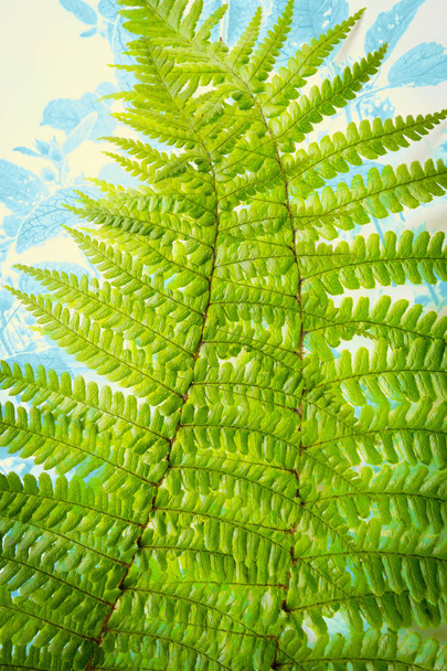 Exotic plants, Fern leaf background - Foto, Imagen