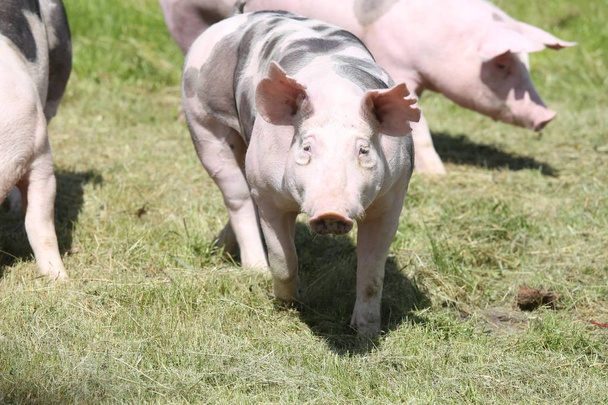 Дурокские свиньи пасутся на лугу
 - Фото, изображение