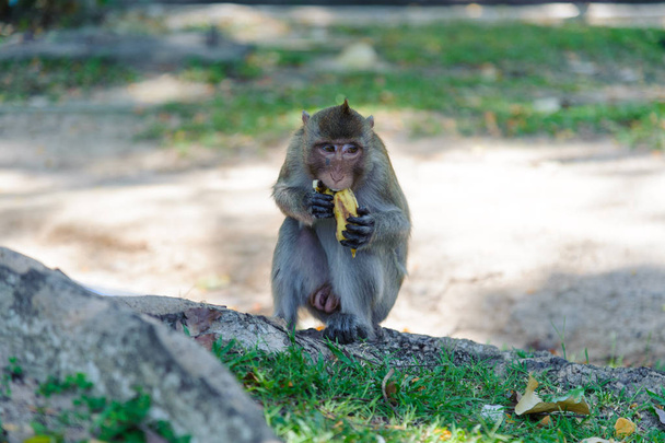 Manger des aliments macaques
 - Photo, image