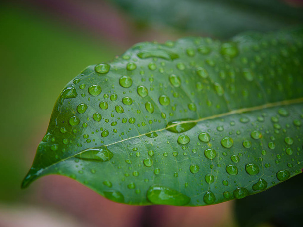 Πράσινα φύλλα φόντο, η έννοια της προστασίας της φύσης - Φωτογραφία, εικόνα