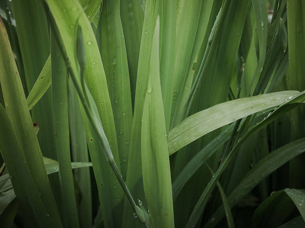Зелене листя фону, концепції охорони природи - Фото, зображення