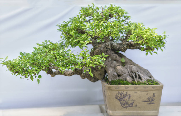 Árbol de bonsái verde en una maceta con forma de planta
 - Foto, Imagen
