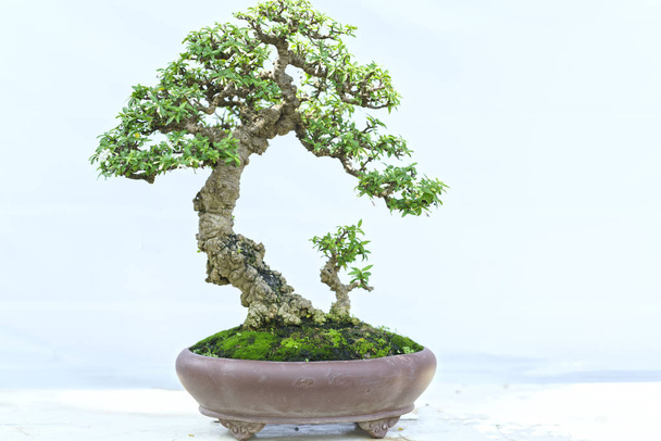 Bonsai verde árvore em uma planta de panela na forma
 - Foto, Imagem