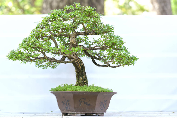 Green bonsai tree in a pot plant in the shape - Photo, Image