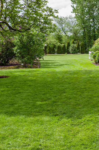 Green grass lawn and garden - Photo, Image