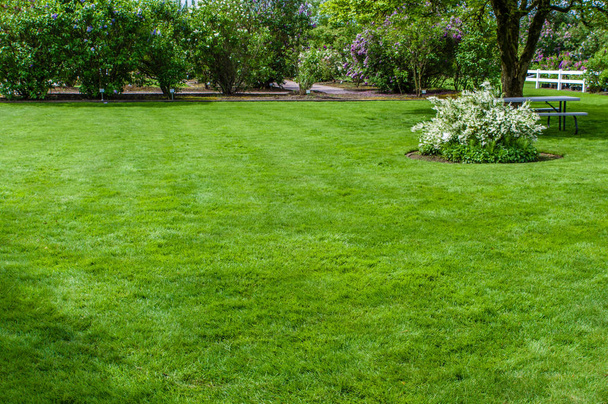 Green grass lawn and garden - Фото, изображение