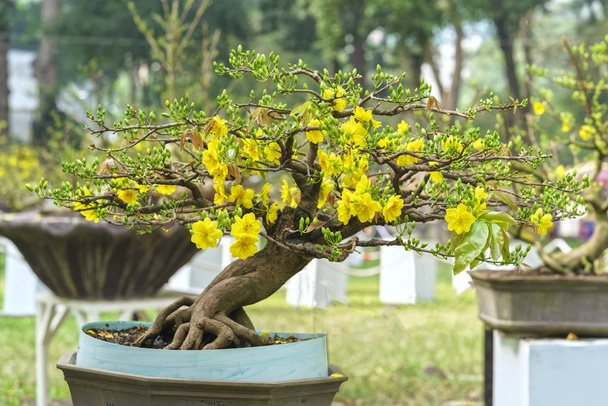 Aprikosenbonsai-Baum blüht im Frühling  - Foto, Bild