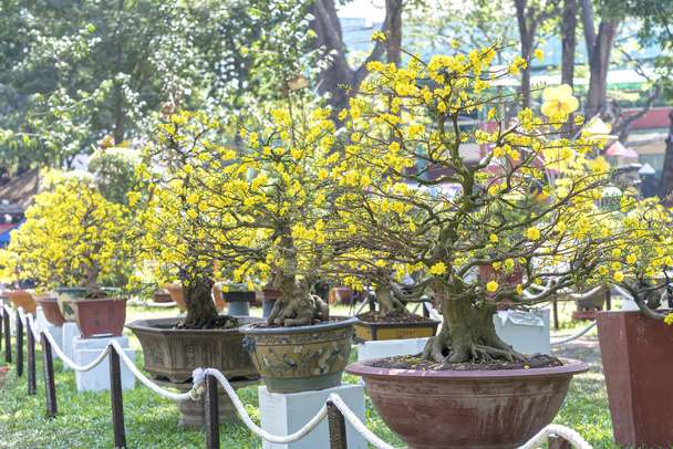 Aprikosenbonsai-Baum blüht im Frühling  - Foto, Bild
