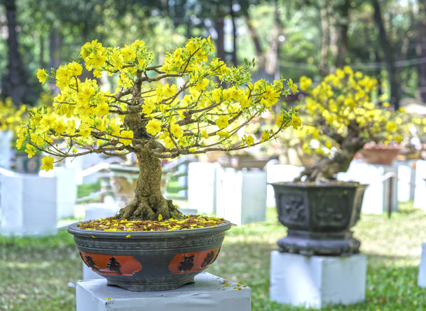 Το δέντρο βερικοκιών μπονσάι ανθοφορία την άνοιξη  - Φωτογραφία, εικόνα