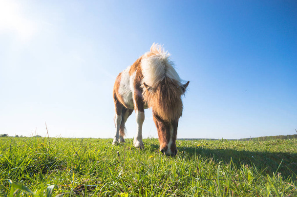 koń na polu, zwierzęta gospodarskie, seria przyroda - Zdjęcie, obraz
