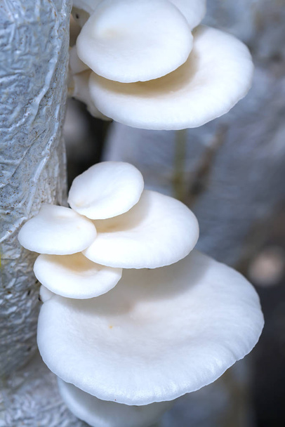Красота морских грибов, растущих на ферме
 - Фото, изображение