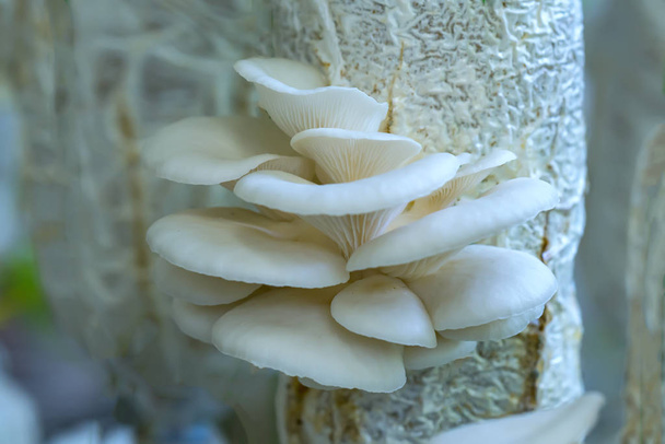 A beleza do cogumelo abalone crescendo na fazenda
 - Foto, Imagem